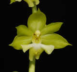 Calanthe species. China.(Close to C. tricarinata)
