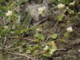 Cochlearia danica.