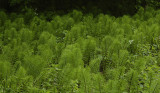 Equisetum telmateia.