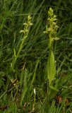 Dactylorhiza viridis.