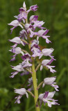Orchis militaris. Closer.