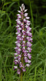 Orchis militaris. Big spike.