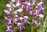 Orchis militaris with bee.