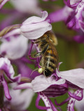 Orchis militaris with bee. Close-up.