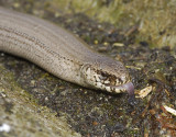 Anguis fragilis. Tasting its enviroment.