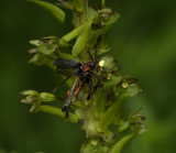 Neottia ovata. With beetle.