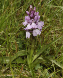 Dactylorhiza maculata subsp. podesta.
