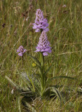 Dactylorhiza maculata subsp. podesta. 4.