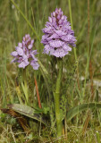 Dactylorhiza maculata subsp. podesta. Broad lip.