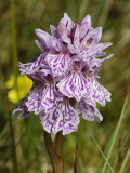 Dactylorhiza maculata subsp. podesta. Close up 3.