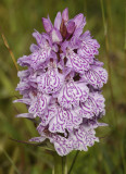 Dactylorhiza maculata subsp. podesta. Close up 7.