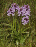Dactylorhiza maculata subsp. podesta. Clump.