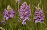 Dactylorhiza maculata subsp. podesta. Colourfull clones.