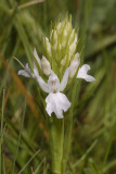 Dactylorhiza maculata subsp. podesta. White.