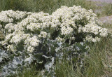 Crambe maritima.