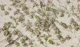 Glaux maritima. In the dune sand.