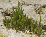 Salicornia europaea.