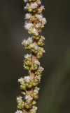 Triglochin maritima. Close-up.