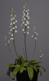 Stenoglottis woodii.