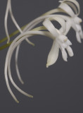 Neofinetia falcata Soubiryu. Close-up side.
