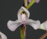 Disa tripetaloides. Close-up. (Plant courtesy of Jac. Wubben)