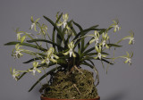 Neofinetia falcata Hisui.