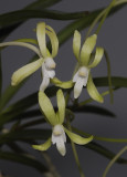 Neofinetia falcata Hisui Closer.