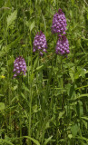 Anacamptis pyramidalis.