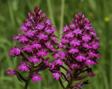 Anacamptis pyramidalis. Colourfull clone.
