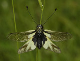 Ascalaphus libelluloides.