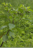 Atropa belladonna.