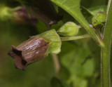 Atropa belladonna. Close-up.