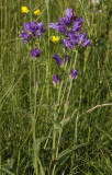 Campanula glomerata.