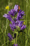 Campanula glomerata. Closer.
