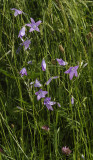 Campanula patula.