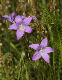 Campanula patula. Closer.