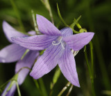 Campanula patula. Close-up.