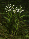 Cephalanthera longifolia.