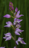 Cephalanthera rubra. Closer