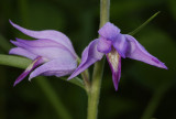 Lower Epidendroideae