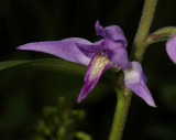 Cephalanthera rubra. Close-up.