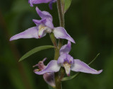 Cephalanthera rubra. Close-up.