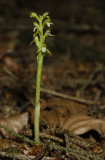 Corallorhiza trifida fma. alba.