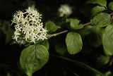 Cornus sanguinea.