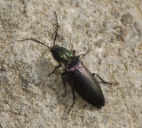Ctenicera pectinicornis.