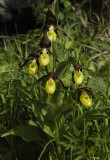 Cypripedium calceolus. On roadside closer.