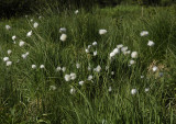 Eriophorum vaginatum.