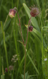 Geum rivale.