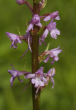 Gymnadenia conopsea. Closer.