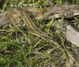 Lacerta agilis.
